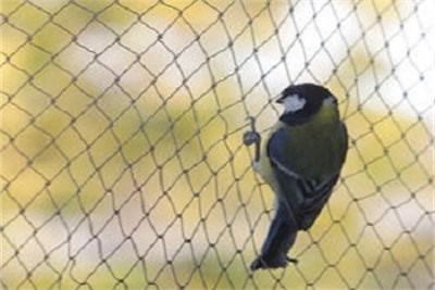 BIRD PROTECTION NETTING IN PUNE